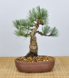 Preview: Bonsai Outdoor, Mädchenkiefer (Pinus pentaphylla 'glauca')